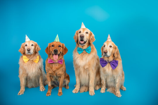 Row of four golden retrievers sitting side by side wearing bow ties and party hats