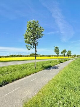 Cycle path along a treelined road and rapeseed fields in late spring, Tranebjerg, Samsoe, Jutland, Denmark