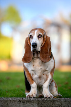 Portrait of a Basset Hound sitting in a garden