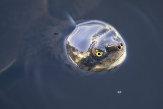 Close-up overhead view of a Krefft's river turtle (Emydura macquarii krefftii) emerging from  lagoon with its head above the water, Australia