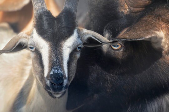 Full frame close-up of a pair of wild goats, one kid and one billy, (Capra hircus), Australia