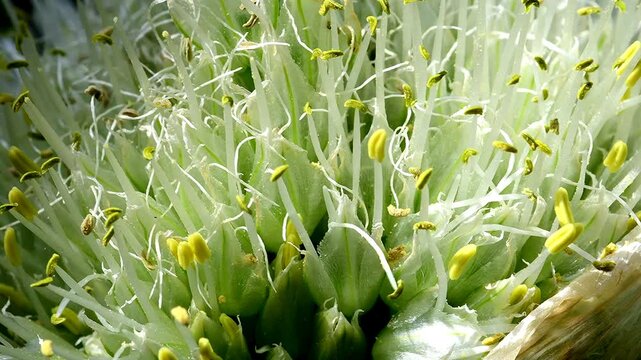 Chive, herb with flowers in spring , macro view