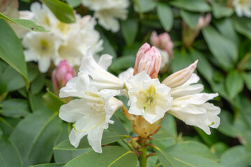 Close-up of White Rhododendron Flowers in Bloom