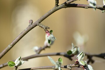 New green leaves on an apple tree branch. Light brown and gray tree branches on which buds with...