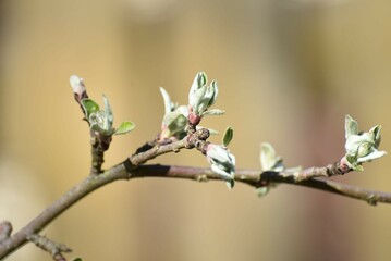 New green leaves on an apple tree branch. Light brown and gray tree branches on which buds with...