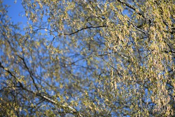 Young foliage on a birch tree. The top of a tall tree against the background of a clear blue sky. Young leaves have appeared on dark curved branches. The branches sway in the wind.