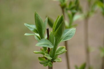 Green buds of a lilac bush. Light brown and gray branches of a lilac, on which green buds have begun to bloom. Against the background of branches of other trees and bushes.