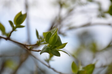 Green buds of a lilac bush. Light brown and gray branches of a lilac, on which green buds have begun to bloom. Against the background of branches of other trees and bushes.