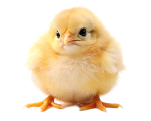 baby chicken isolated on white background.  PNG Transparent file type with High Definition Quality.