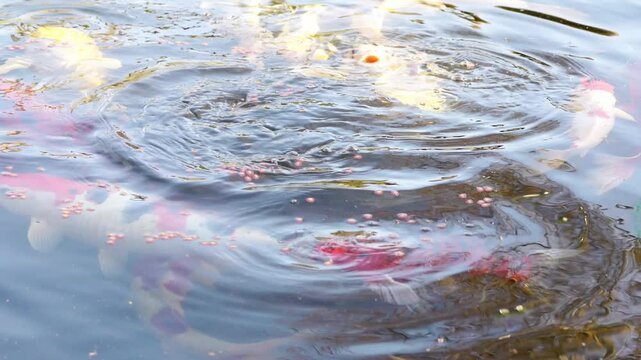 carpes koi mangeant des granul&eacute;s pour poissons au printemps, 