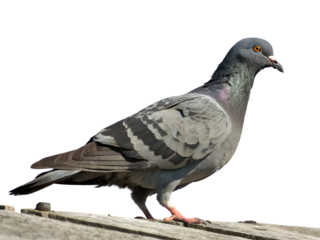Close-Up of a Feral Pigeon Standing Isolated on transparent background cutout, PNG file, Cutout file
