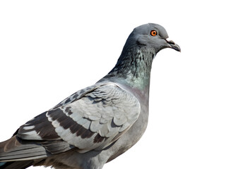 Fototapeta premium Close-Up of a Feral Pigeon Standing Isolated on transparent background cutout, PNG file, Cutout file