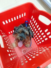 yorkshire terrier in a basket