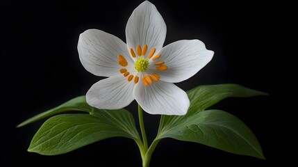 Obraz premium Delicate White Flower with Orange Stamens and Green Leaves Display