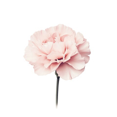 pink carnation flower isolated on a white surface