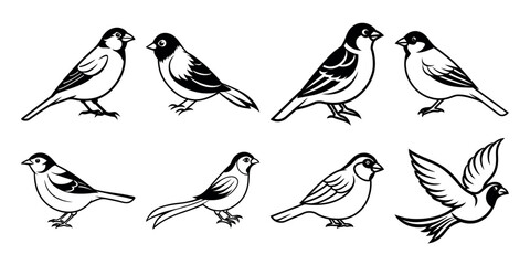 Set of Sparrow  On white background