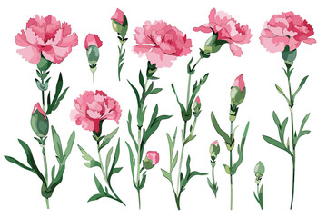Obraz premium Set with soft flowers on green stems. Hand painted watercolor wild flowers isolated on white background.
