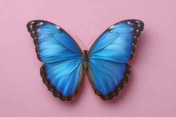 Fototapeta premium Serene Blue Morpho Butterfly: Elegant Wings on Pink