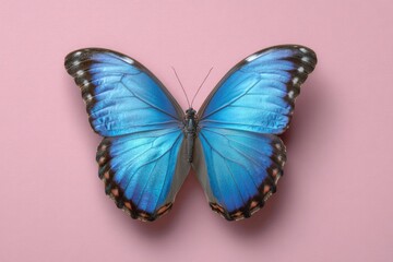 Obraz premium Serene Blue Morpho Butterfly: A Pastel Pink Setting