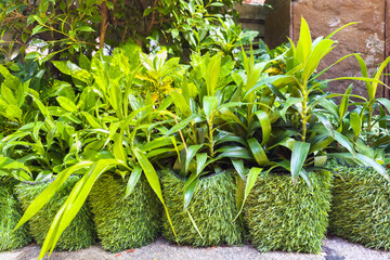 Lush green plants in decorative grass pots arranged neatly, showcasing vibrant foliage and natural beauty in a serene outdoor setting in a summer sunny garden.
