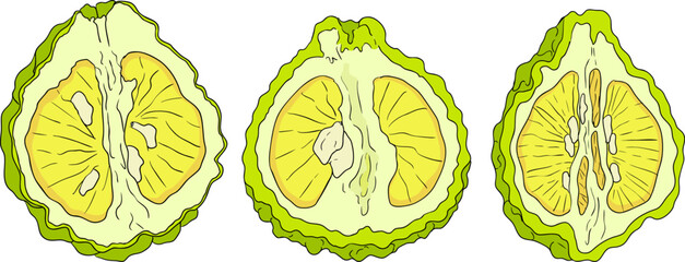 Vector illustrations of bergamot fruit lifecycle: flowers, green fruit, and sliced ripe fruit. Perfect for botanical designs, food packaging, or wellness branding. Clean lines, vibrant colors, and nat