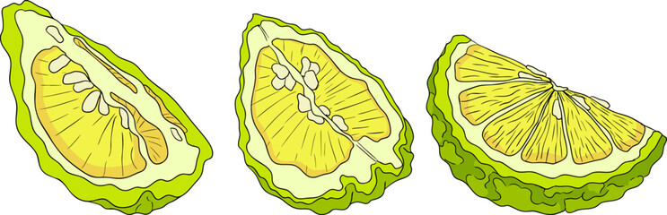 Vector illustrations of bergamot fruit lifecycle: flowers, green fruit, and sliced ripe fruit. Perfect for botanical designs, food packaging, or wellness branding. Clean lines, vibrant colors, and nat