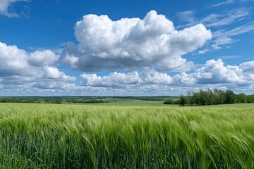 Obraz premium Serene Green Barley Field Under a Puffy Cloud Sky