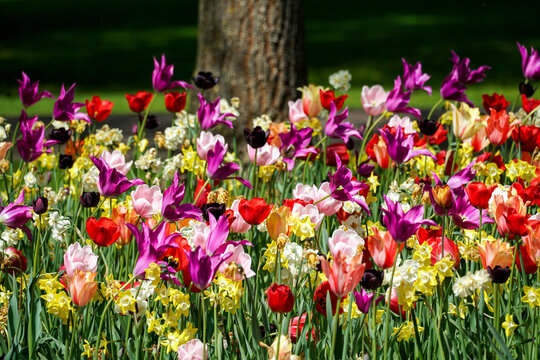 Colourful tulips in spring