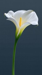 Elegant White Calla Lily Flower Blossom Close Up Shot on Dark Background
