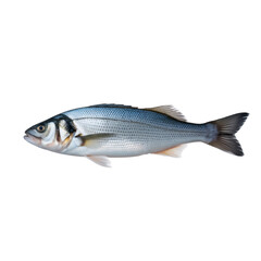 Fototapeta premium Fresh sea bass fish isolated on white and transparent background.