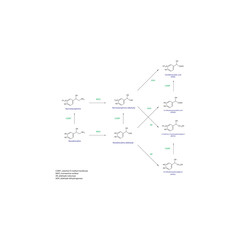 Noradrenaline Metabolism Pathways &ndash; Biochemical Breakdown to Normetanephrine, DHPG, MHPG, DHMA, and VMA &ndash; Simple Schematic Illustration with Molecular Structures and Enzymatic Transformations