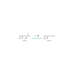 Histamine Synthesis from Histidine – Enzymatic Decarboxylation by Histidine Decarboxylase with Removal of the Carboxyl Group