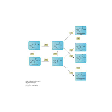Noradrenaline Metabolism Pathways &ndash; Biochemical Breakdown to Normetanephrine, DHPG, MHPG, DHMA, and VMA &ndash; Simple Schematic Illustration with Molecular Structures and Enzymatic Transformations