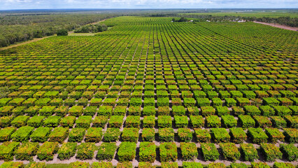 A mango farm in Australia, Queensland, seen from above