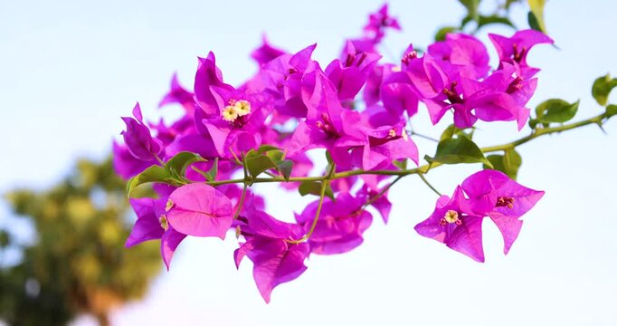 Beautiful purple-pink flowers of Bougainvillea, commonly known as (bunga kertas, buttiana,) swaying gently in the breeze captured on a professional 4K high-definition camera in Myanmar.