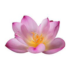 Obraz premium Pink Lotus Flower Element Isolated Against Transparent Background