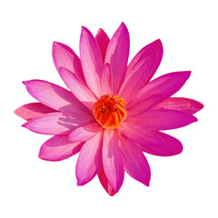 Vibrant Pink Water Lily Blossom Element Isolated Against Transparent Background
