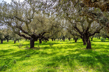 Cork Oak forest at Hortas de Baixo near Arronches, Alentejo, Portugal.