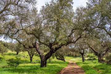 Fototapeta premium Cork Oak forest at Hortas de Baixo near Arronches, Alentejo, Portugal.