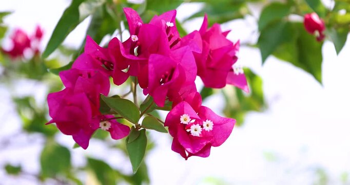 Beautiful pink and red flowers of Bougainvillea, commonly known as (bunga kertas, buttiana,) swaying gently in the breeze captured on a professional 4K high-definition camera in Myanmar.
