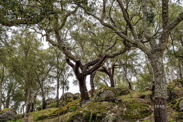 Fototapeta premium Hiking a walking route at Portalegre, Portugal. Percurso Pedestre de Galegos