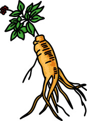 인삼 라인드로잉