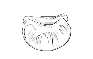 Mandarin segment isolated on white background vector