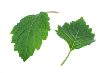 Patchouli leaves (Pogostemon cablin) on a transparent background. Patchouli leaves are the basic ingredient for making essential oils.