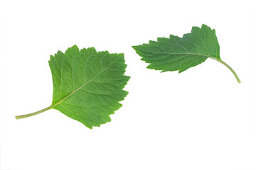 Patchouli leaves (Pogostemon cablin) on a transparent background. Patchouli leaves are the basic ingredient for making essential oils.