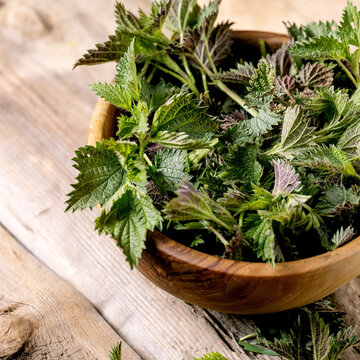 Heap of young nettle leaves