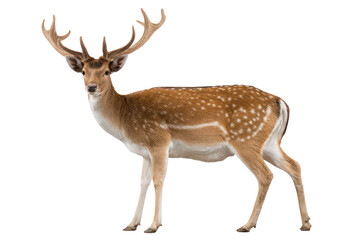 deer isolated on white background