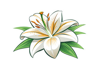 white lily flower