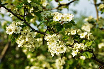 Hawthorn rataegus aestivalis blossom in spring, white hawthorn flowers close-up