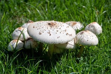 The mushroom Chlorophyllum molybdites is a toxic fungus with a large cap and green spores. It grows in lawns and open areas and can cause poisoning if ingested.
